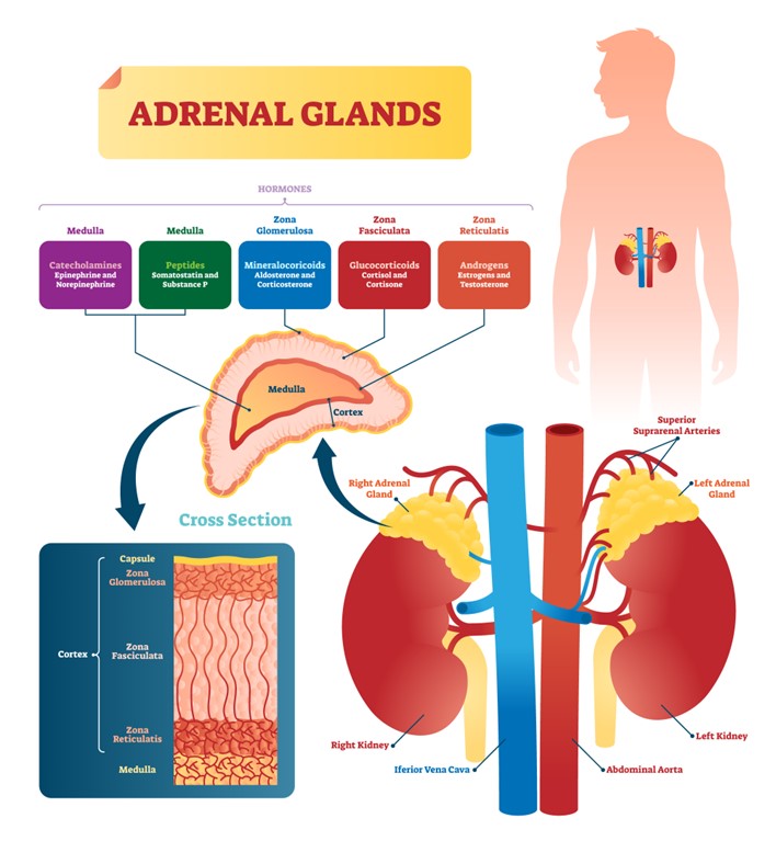 Manejo de la Disfunción Endocrina en Pacientes con Enfermedades Cardiovasculares
